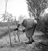Fotografering av växter i familjen Gundes trädgårdsland. Ungern. Tjeckoslovakien-Ungern-Österrike 1935.