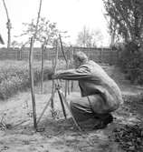 Fotografering av växter i familjen Gundes trädgårdsland. Ungern. Tjeckoslovakien-Ungern-Österrike 1935.