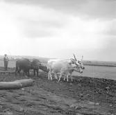 Harvning med hjälp av oxar. Ungern. Tjeckoslovakien-Ungern-Österrike 1935.