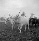 Harvning med hjälp av oxar. Ungern. Tjeckoslovakien-Ungern-Österrike 1935.