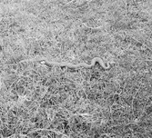 En rutsnok. Ungern. Tjeckoslovakien-Ungern-Österrike 1935.