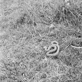 En rutsnok. Ungern. Tjeckoslovakien-Ungern-Österrike 1935.