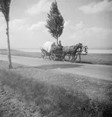 Häst och vagn i närheten av Balatonsjön. Ungern. Tjeckoslovakien-Ungern-Österrike 1935.