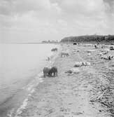 Ullsvin vid Balatonsjöns strand, Ungern. Tjeckoslovakien-Ungern-Österrike 1935.