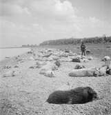 Ullsvin vid Balatonsjöns strand, Ungern. Tjeckoslovakien-Ungern-Österrike 1935.