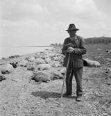 En svinaherde med sina svin. Vid Balatonsjöns strand, Ungern. Tjeckoslovakien-Ungern-Österrike 1935.
