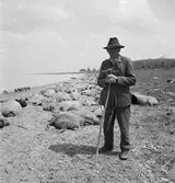 En svinaherde med sina svin. Vid Balatonsjöns strand, Ungern. Tjeckoslovakien-Ungern-Österrike 1935.
