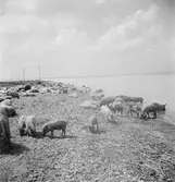 Ullsvin vid Balatonsjöns strand, Ungern. Tjeckoslovakien-Ungern-Österrike 1935.