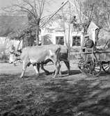 Ett oxspann som drar en vagn i Vörs. Tjeckoslovakien-Ungern-Österrike 1935.