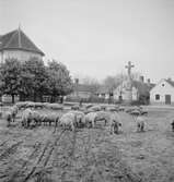 Vallning av ullsvin i Vörs. Vid kyrkan. Tjeckoslovakien-Ungern-Österrike 1935.