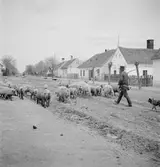 Vallning av ullsvin i Vörs. Tjeckoslovakien-Ungern-Österrike 1935.