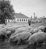 Vallning av ullsvin i Vörs. Vid kyrkan. Tjeckoslovakien-Ungern-Österrike 1935.