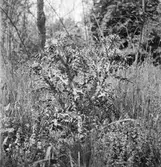 En tistel. Ungern. Tjeckoslovakien-Ungern-Österrike 1935.