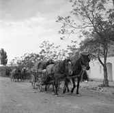 Hästar med vagnar. Vagnarna är lastade med tunnor. Tjeckoslovakien-Ungern-Österrike 1935.