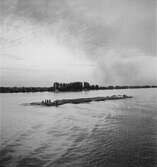 Flottning av timmer på Donau. Ungern? Tjeckoslovakien-Ungern-Österrike 1935.