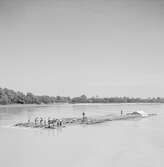 Flottning av timmer på Donau. Bratislava? Tjeckoslovakien-Ungern-Österrike 1935.