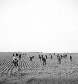 I Ungern? Tjeckoslovakien-Ungern-Österrike 1935.