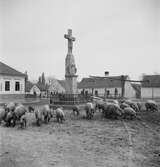 Ullsvin utanför kyrkan i Vörs. Tjeckoslovakien-Ungern-Österrike 1935.