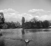 En park i Köln. I förgrunden en svan. Tyskland-Holland-Belgien 1938.