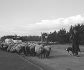 På rundtur med Dahmens Autorundfahrt i Köln. En fårflock på vägen. Tyskland-Holland-Belgien 1938.