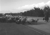 På rundtur med Dahmens Autorundfahrt i Köln. En fårflock på vägen. Tyskland-Holland-Belgien 1938.