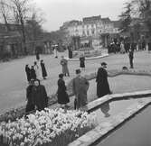 Trädgårdsutställning i Gent. Tyskland-Holland-Belgien 1938.