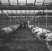 På en plantskola. Studiebesök i ett växthus. Belgien. Tyskland-Holland-Belgien 1938.