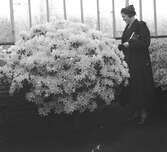 På en plantskola. I växthuset. En kvinna studerar en buske. Belgien. Tyskland-Holland-Belgien 1938.