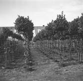 En plantskola. Odling av träd. Tyskland-Holland-Belgien 1938.