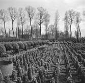 En plantskola. Odling av buskar. Tyskland-Holland-Belgien 1938.