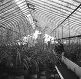På en plantskola. Krukväxter i växthuset. I bakgrunden står en man. Belgien. Tyskland-Holland-Belgien 1938.