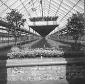 På en plantskola. I växthuset. Belgien. Tyskland-Holland-Belgien 1938.