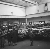 Blomsterhandel i auktionshallen Bloemenlust i Aalsmeer. Tyskland-Holland-Belgien 1938.