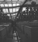 Växthusinteriör i Aalsmeer. Tyskland-Holland-Belgien 1938.