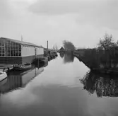 Växthus i Aalsmeer. Tyskland-Holland-Belgien 1938.