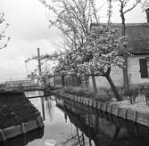 Hus i Aalsmeer. Tyskland-Holland-Belgien 1938.