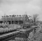 Bebyggelse vid en kanal i Aalsmeer. Tyskland-Holland-Belgien 1938.