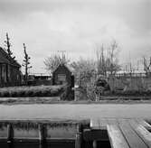 Gata i Aalsmeer. Tyskland-Holland-Belgien 1938.