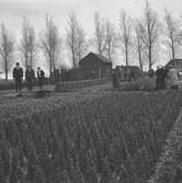 På en plantskola. Odling av träd i Aalsmeer. Tyskland-Holland-Belgien 1938.