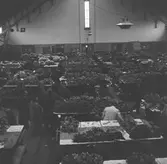 Blomsterhandel i auktionshallen Bloemenlust i Aalsmeer. Tyskland-Holland-Belgien 1938.