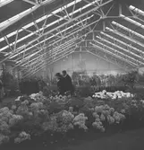 Växthusinteriör i Aalsmeer. Tyskland-Holland-Belgien 1938.