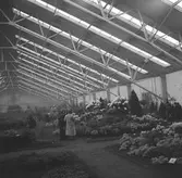 Växthusinteriör i Aalsmeer. Tyskland-Holland-Belgien 1938.