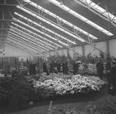 Växthusinteriör i Aalsmeer. Tyskland-Holland-Belgien 1938.