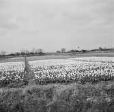 Tulpanodling i Sassenheim. Tyskland-Holland-Belgien 1938.