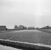 Tulpanodling i Sassenheim/ Noordwijk. Tyskland-Holland-Belgien 1938.
