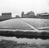 Tulpanodling i Sassenheim/ Noordwijk. Tyskland-Holland-Belgien 1938.