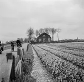 Tulpanodling i Sassenheim/ Noordwijk. Tyskland-Holland-Belgien 1938.