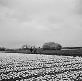 Tulpanodling i Sassenheim/ Noordwijk. Tyskland-Holland-Belgien 1938.