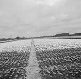 Tulpanodling i Sassenheim/ Noordwijk. Tyskland-Holland-Belgien 1938.