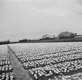Tulpanodling i Sassenheim/ Noordwijk. Tyskland-Holland-Belgien 1938.